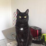 Photo de chat perdu à Issy Les Moulineaux