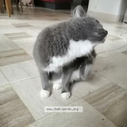 Photo 3/4 Chat trouvé Trouvé à Aunay sous crecy