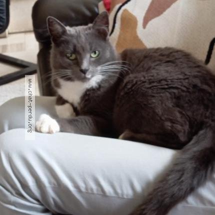 Photo 4/4 Chat trouvé Trouvé à Aunay sous crecy