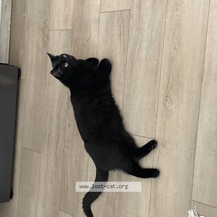 Photo 1/1 Lulu Chat perdu à Loretto