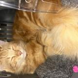 Photo de chat trouvé à Toulouse