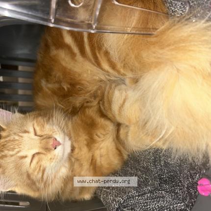 Photo 1/1 Chat retrouvé Trouvé à Toulouse