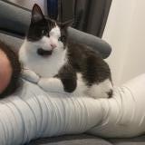 Photo de chat perdu à Cazeres