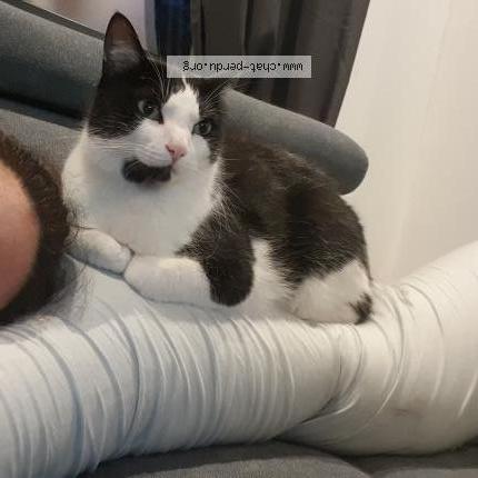 Photo 1/1 Chat retrouvé Perdu à Cazeres