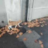 Photo de chat trouvé à Marseille