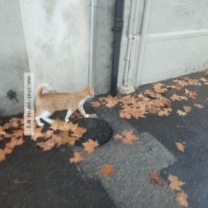 Photo 1/1 Chat retrouvé Trouvé à Marseille