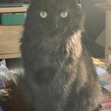 Photo de chat perdu à Epfig