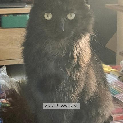 Photo 1/1 Chat retrouvé Perdu à Epfig