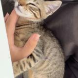 Photo de chat perdu à Montmorency