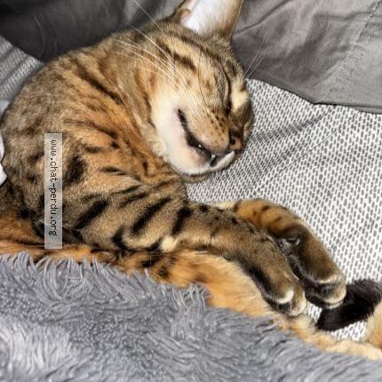 Photo 1/1 Bella Chat perdu à St jean sur richelieu