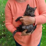 Photo de chat trouvé à Hauterives