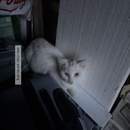 Photo 1/1 Chat trouvé Trouvé à Agen