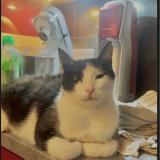 Photo de chat perdu à Lorgues