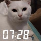 Photo de chat perdu à Nogent Sur Seine