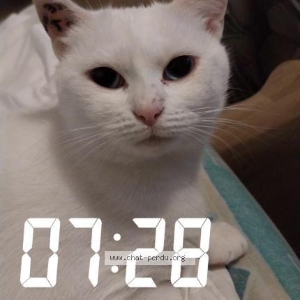 Photo de chat perdu à Nogent Sur Seine
