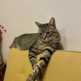 Photo de chat perdu à Nancy