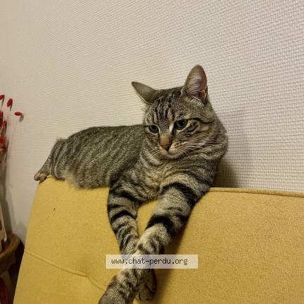 Photo de chat perdu à Nancy