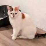 Photo de chat trouvé à Sartrouville