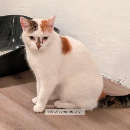 Photo 1/1 Chat retrouvé Trouvé à Sartrouville