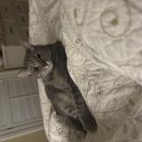 Photo de chat perdu à Pensacola