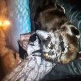 Photo de chat perdu à North Las Vegas