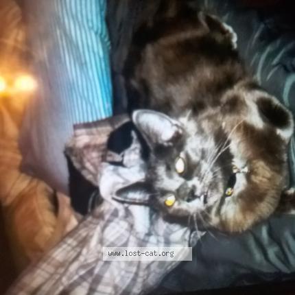 Photo 1/1 Braska Chat perdu à North las vegas