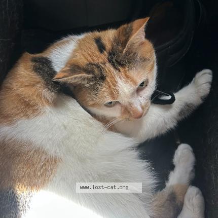 Photo 1/1 fudge Chat perdu à Orlando