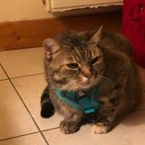 Photo de chat perdu à Les Sables D Olonne