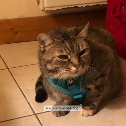 Photo 1/1 Chat retrouvé Perdu à Les Sables D Olonne