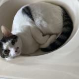 Photo de chat perdu à Valdese