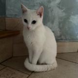 Photo de chat trouvé à Germonville