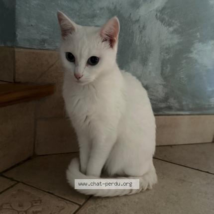 Photo 1/1 Chat retrouvé Trouvé à Germonville