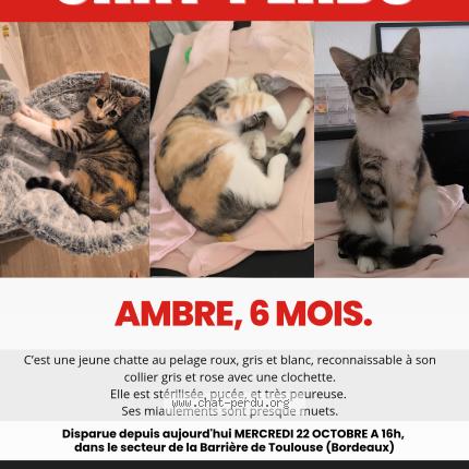 Photo 1/1 Chat retrouvé Perdu à Bordeaux
