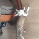 Photo de chat perdu à Lailly En Val