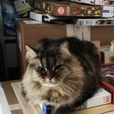 Photo de chat perdu à Elancourt