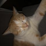 Photo de chat perdu à Saint Nazaire