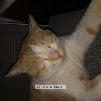 Photo 1/1 Chat retrouvé Perdu à Saint Nazaire