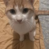 Photo de chat perdu à Thorens Glieres