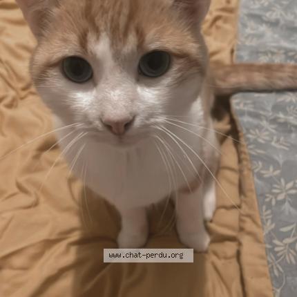 Photo de chat perdu à Thorens Glieres