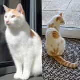 Photo de chat perdu à Lanester