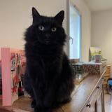 Photo de chat perdu à Artemare