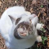 Photo de chat trouvé à Lanester