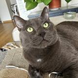 Photo de chat perdu à Bussiere