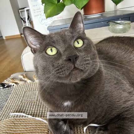 Photo 1/1 Chat retrouvé Perdu à Bussiere