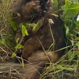 Photo de chat perdu à Ploemeur