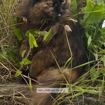 Photo 1/1 Chat retrouvé Perdu à Ploemeur