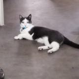 Photo de chat perdu à Merxheim