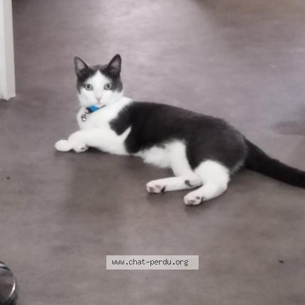 Photo 1/1 Chat retrouvé Perdu à Merxheim