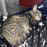 Photo de chat perdu à Nersac