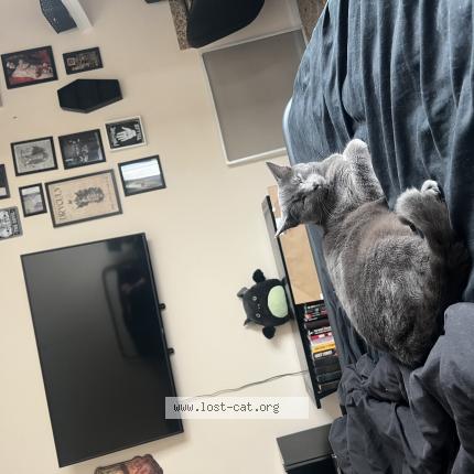 Photo 1/1 Smokey Chat perdu à Jacksonville